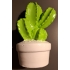Cactus spaarpot groen/wit